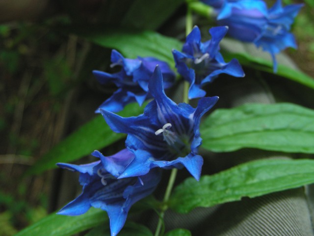 Gentiana asclepiadea - Genziana di Esculapio